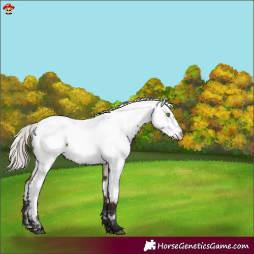 Horse Color:Liver Chestnut Mushroom Appaloosa 