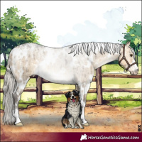 Horse Color:Powder White White Spotted Silver Buckskin Dun Rabicano Brindle 