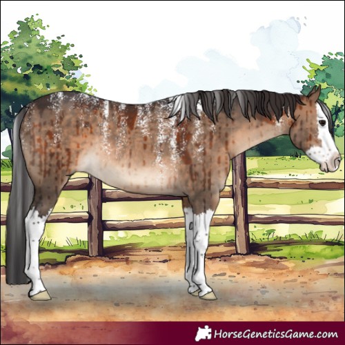 Horse Color:Powder White White Spotted Brown Dun Splash Rabicano Brindle 