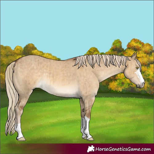 Horse Color:Chocolate Palomino Dun Brindle 