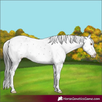 Horse Color:Brown Mushroom Sabino