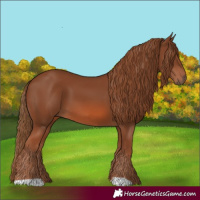Horse Color:Chestnut 