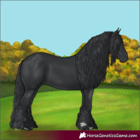 Horse Color:Black 