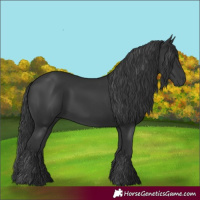 Horse Color:Black 