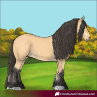 Horse Color:Buckskin 