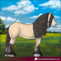 Horse Color:Buckskin 