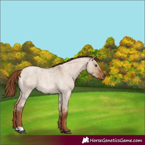 Horse Color:Red Dun Roan Rabicano 