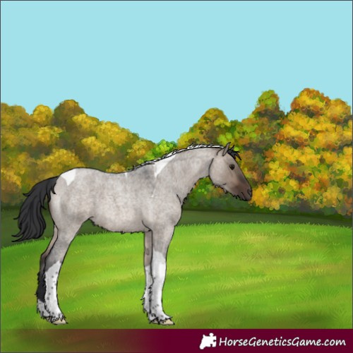 Horse Color:Brown Roan Dun Tobiano 