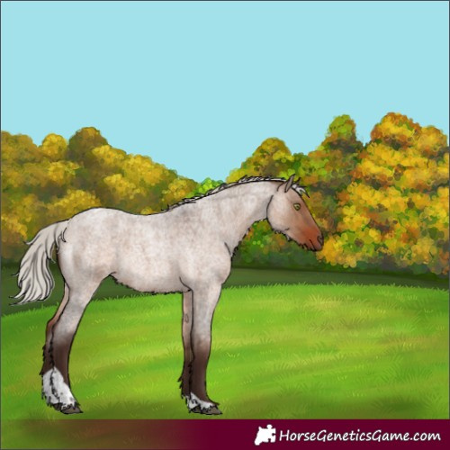 Horse Color:Silver Brown Roan Dun Tobiano Rabicano 