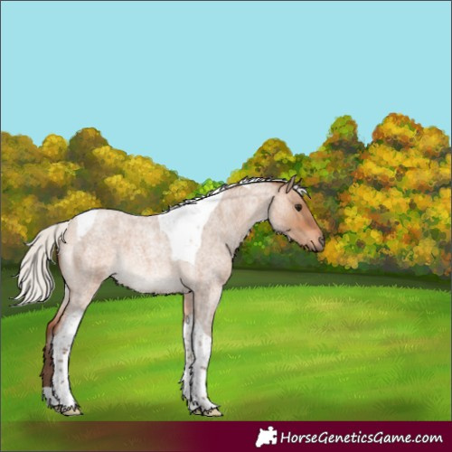 Horse Color:Silver Bay Roan Dun Tobiano Rabicano 