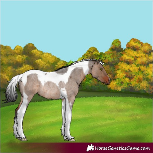 Horse Color:Brown Roan Dun Tobiano Rabicano 