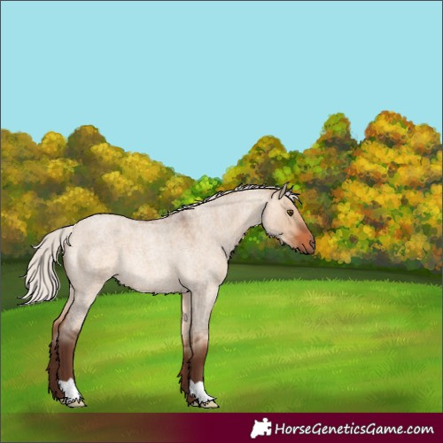 Horse Color:Silver Bay Roan Dun Rabicano 