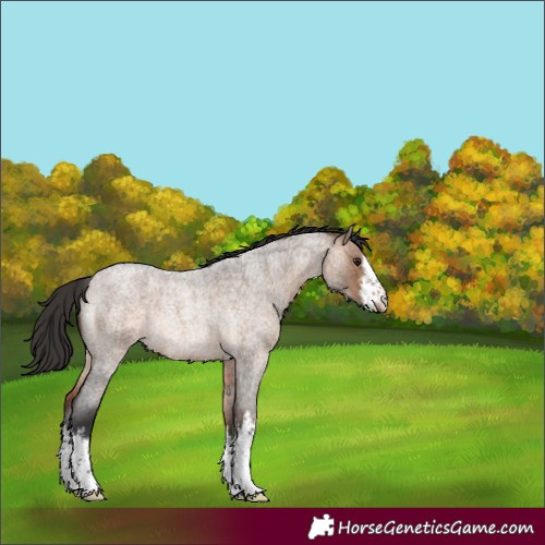Horse Color:White Spotted Bay Roan Dun Rabicano 