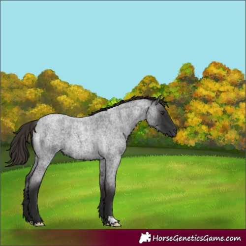 Horse Color:Liver Red Roan 