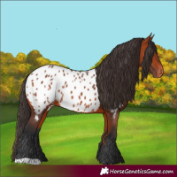 Horse Color:Bay Appaloosa 