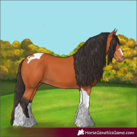 Horse Color:Bay Tobiano 