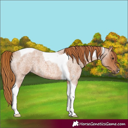 Horse Color:Red Roan Tobiano 