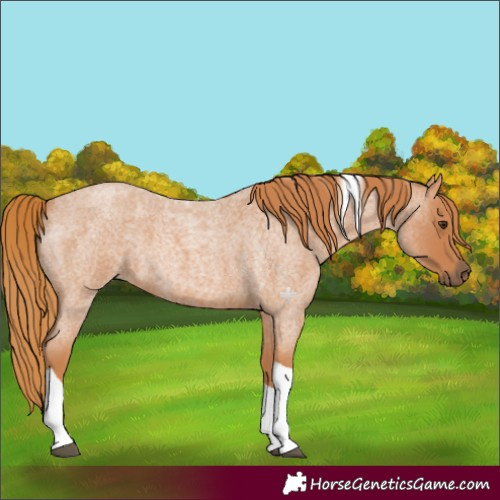 Horse Color:Red Roan Tobiano 