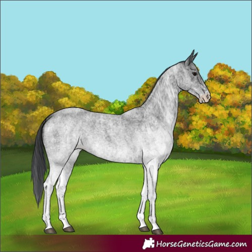 Horse Color:White Spotted Blue Roan Rabicano  and White Spotted Blue Roan Rabicano 