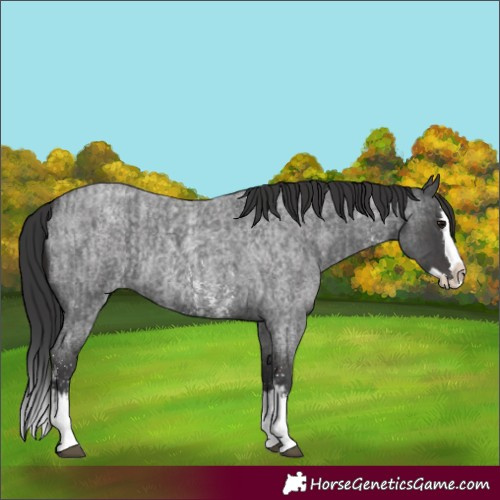 Horse Color:Blue Roan Sabino Splash  and Smoky Blue Roan Sabino Splash 