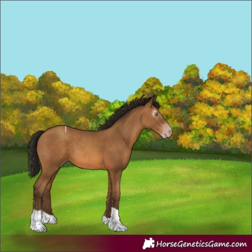 Horse Color:Gray Amber Champagne Tobiano 