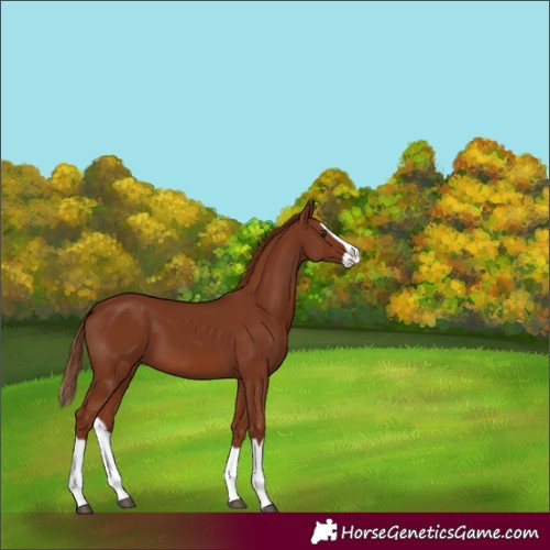 Horse Color:Chestnut Splash 