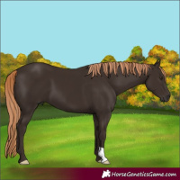Horse Color:Liver Chestnut