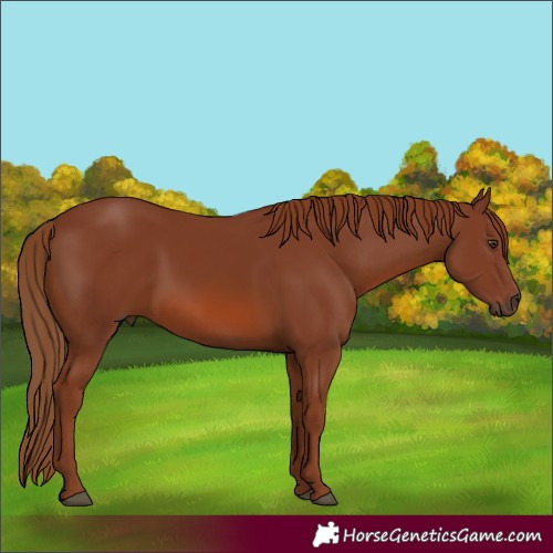 Horse Color:Chestnut 