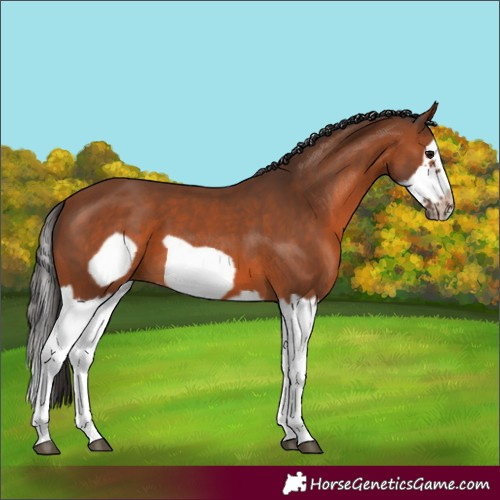 Horse Color:Bay Splash Frame 