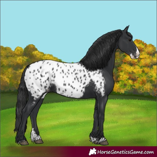 Horse Color:Black Splash Appaloosa 
