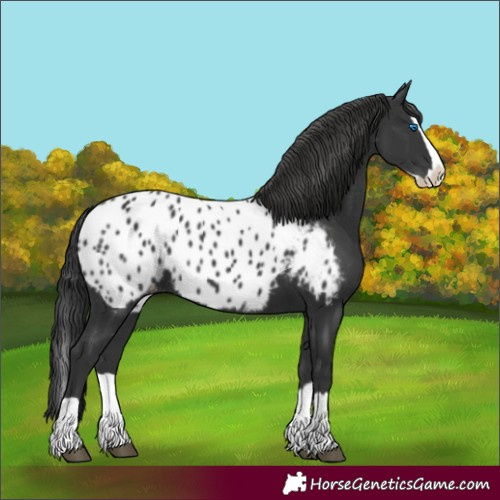 Horse Color:Black Splash Appaloosa 
