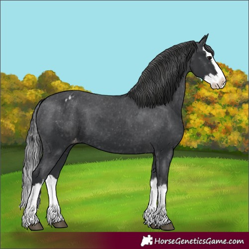 Horse Color:Black Splash Appaloosa 