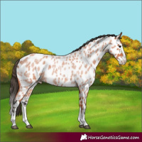 Horse Color:Bay Roan Splash Leopard 