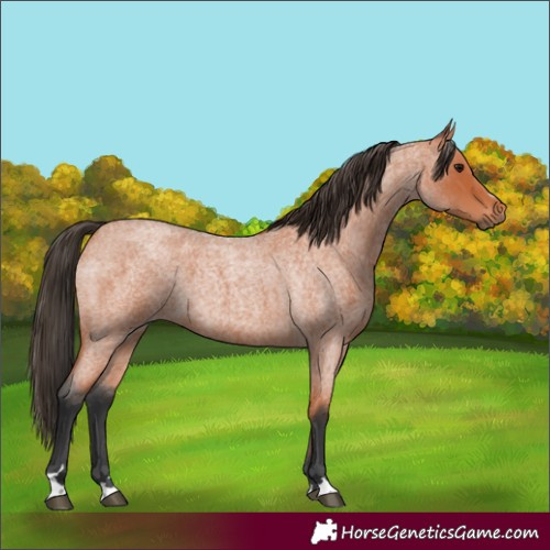 Horse Color:Unknown 
