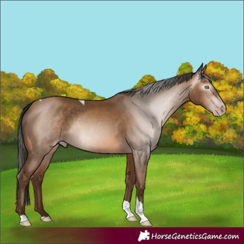 Horse Color:Unknown 