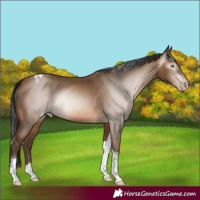 Horse Color:Unknown 