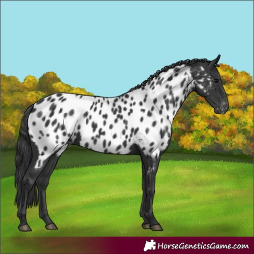 Horse Color:Black Appaloosa Rabicano