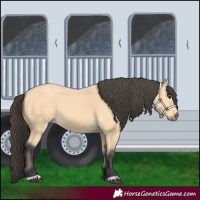 Horse Color:Buckskin 
