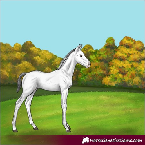 Horse Color:Brown Sabino 