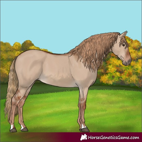 Horse Color:Red Dun 