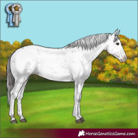 Horse Color:Brown Sabino Appaloosa Rabicano