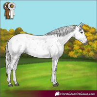 Horse Color:Gray Silver Brown Sabino Appaloosa Rabicano 