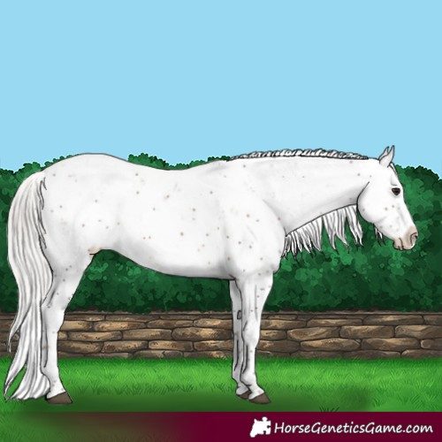 Horse Color:Silver Brown Sabino Rabicano 
