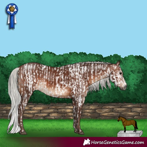 Horse Color:Gray Brown Sabino Appaloosa Rabicano  and Silver Brown Sabino Rabicano 