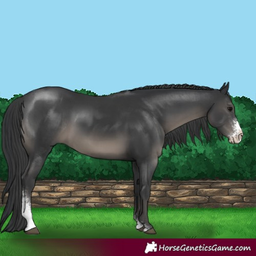 Horse Color:Black Sabino 