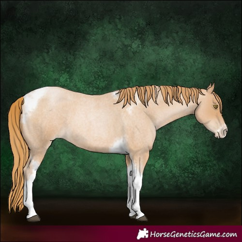 Horse Color:Red Roan Pearl Tobiano Frame 