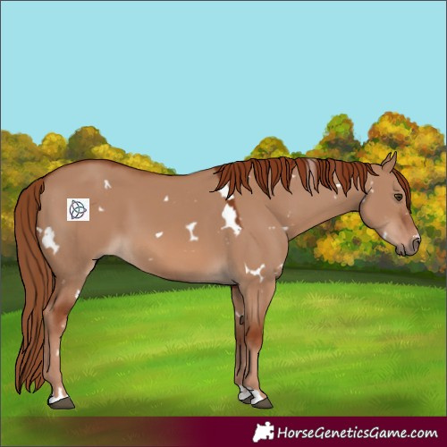 Horse Color:White Spotted Red Dun 