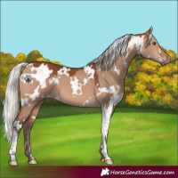 Horse Color:White Spotted Silver Bay Dun