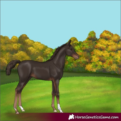 Horse Color:Liver Chestnut 