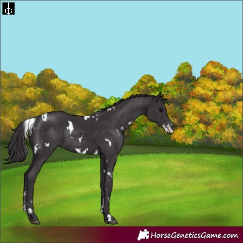 Horse Color:White Spotted Smoky Black Sabino Rabicano